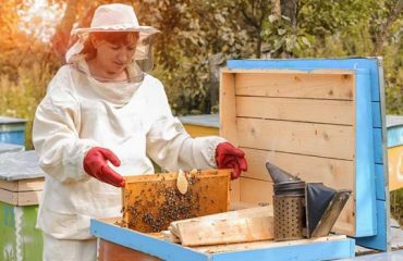 Beekeeping Plans Ideas